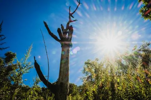 Big trees with clear blue sky Stock Photos