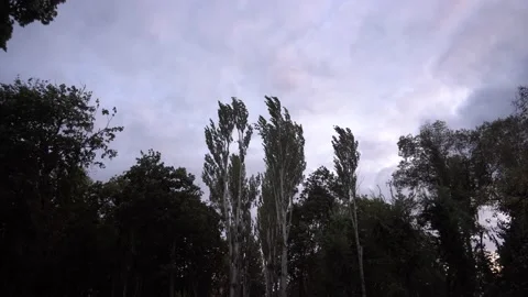 Big trees in the evening in the park against the sky Stock Footage 139687461
