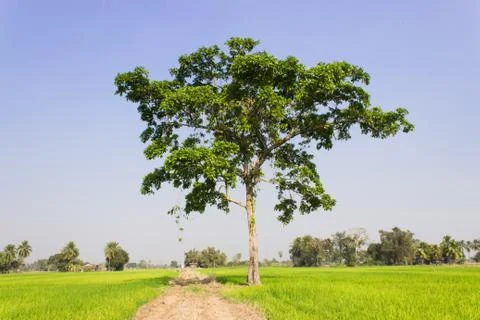 A big trees in the field Stock Photos