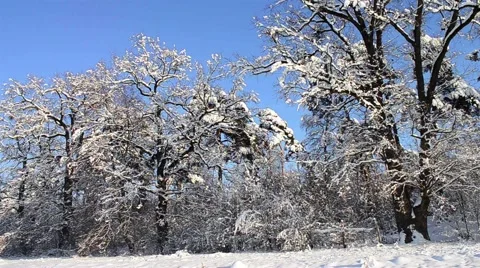 Big trees of the forest, covered by snow Stock Footage 60780168