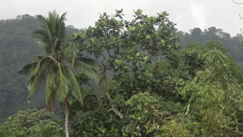 Big trees in the forest Stockbeeldmateriaal 149123479