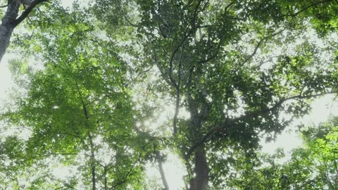 Big trees in the forest Stock Footage 252014277