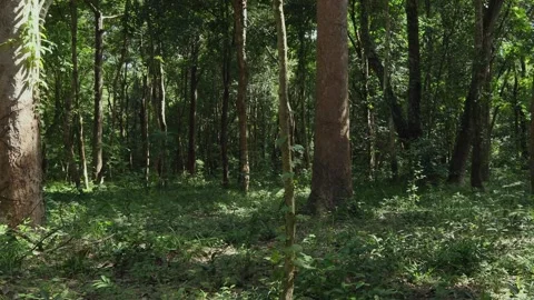 Big trees in the forest Stock Footage 252014278