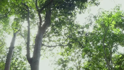 Big trees in the forest Stock Footage 252014279