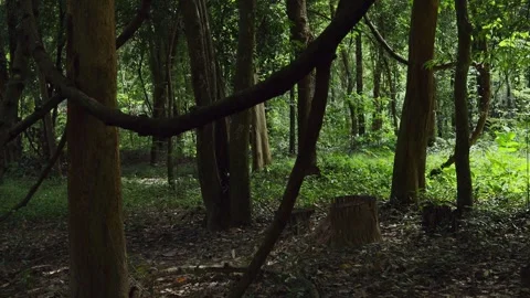 Big trees in the forest Stock Footage 252014283