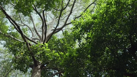 Big trees in the forest Stock Footage 252014294