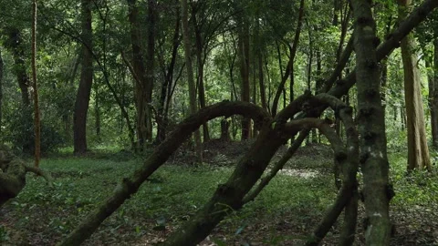 Big trees in the forest Stock Footage 252014298