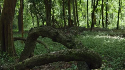 Big trees in the forest Stock Footage 252014300