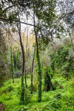 Big trees in a forest Stock Photos