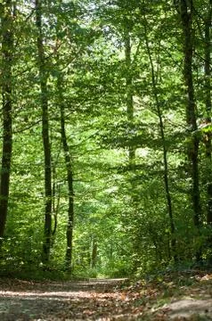 Big trees in the forest Stock Photos