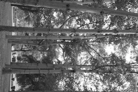 Big trees in forest Stock Photos