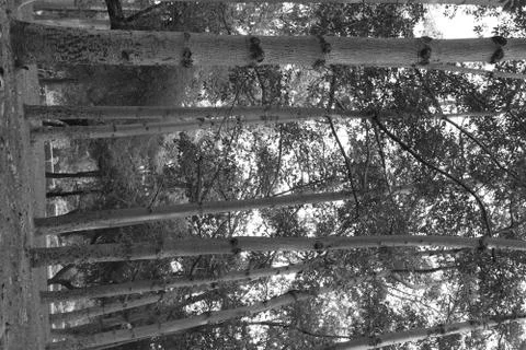 Big trees in forest Stock Photos