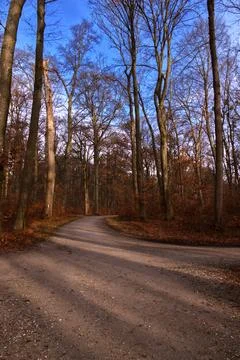 Big trees in the forest. Foto stock