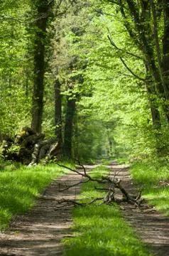 Big trees in the forest at spring Stock Photos