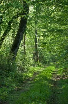 Big trees in the forest at spring Stock Photos