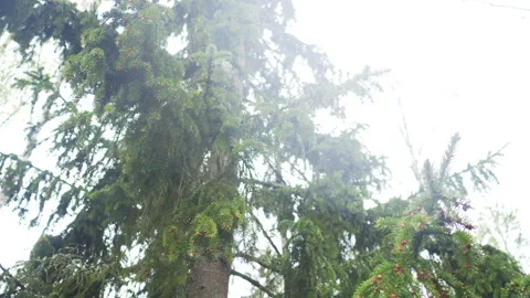 A big trees in forest with sunlight Stock Footage 170449216