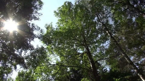Big trees in the forest, view from below, spring or summer time Stock Footage 32274580