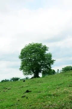 Big trees in the garden Stock Photos
