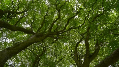 Big trees with green leaves and big trunk Stock Footage 75429693