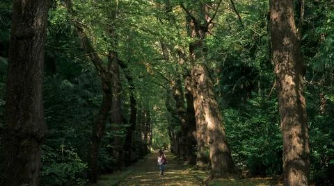 Big trees in the José do Canto Garden Portugal 2017 Stock Photos