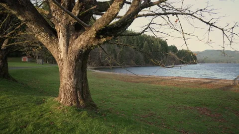 Big trees at a lake at fall at recreation park Stock-Footage 217386564