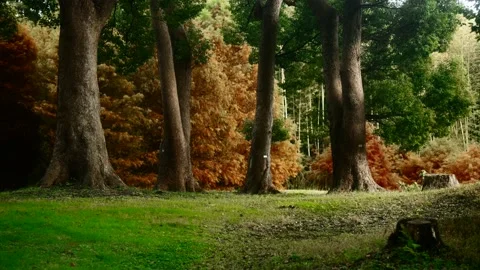 Big trees with a light patterns on their trunks 스톡 동영상 221757883