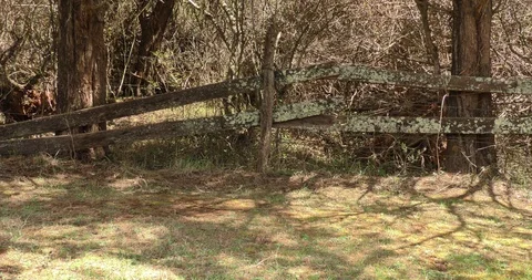 Big trees long shadows moving old wooden fence wide shot of background thicket Stock Footage 87847625