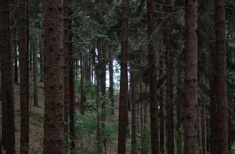 Big trees in a mountain forest. Stock Photos