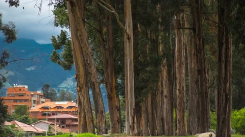 Big trees. Mountains and clouds. Background. Cuenca, Ecuador. 4k time lapse Stock Footage 63855520