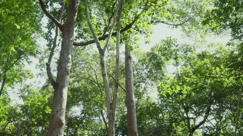 Big trees in the natural forest Stock Footage 252792259