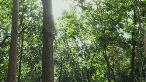 Big trees in the natural forest Stock Footage 252792261