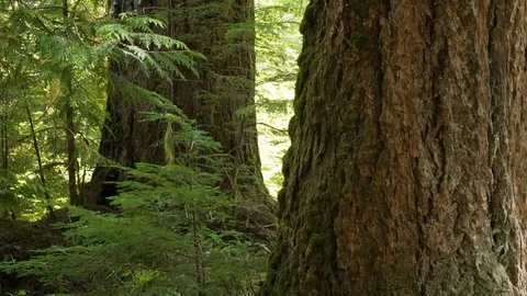 Big trees in old growth forest Stock Footage 123392254