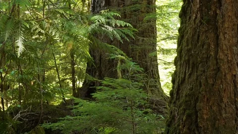 Big trees in old growth forest Stock Footage 123392267