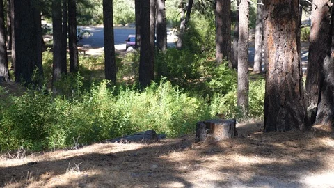 Big trees in park with chipmunk Stock Footage 93469992