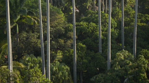Big Trees in the Park of the City Stock Footage 37593087
