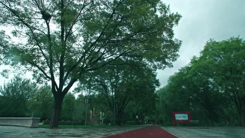 Big trees in the park in the evening Stock Footage 234053397