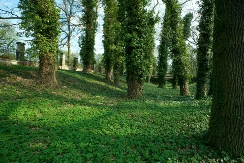 Big trees in park Stock Photos