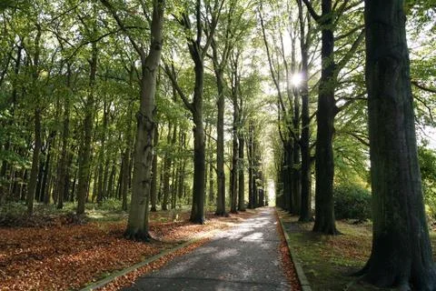 Big trees in a park. 스톡 사진