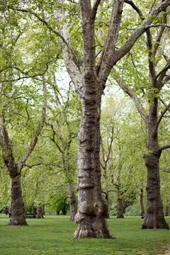 Big trees in a park Stock Photos