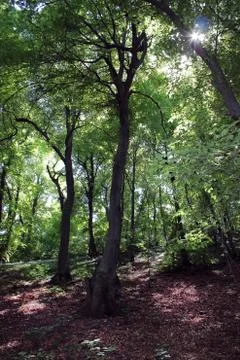 Big trees 스톡 사진