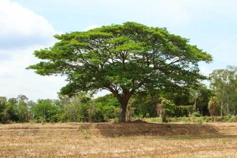 Big trees Stock Photos