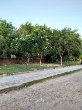 Big trees 스톡 사진