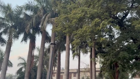 Big trees in public park Stock Footage 327383647