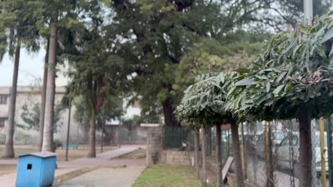 Big trees in public park Stock Footage 327383698