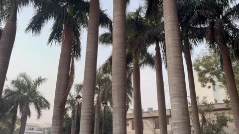 Big trees in public park Stock Footage 327383733