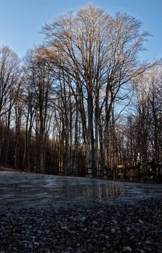 Big trees reflected on the ice. Stock Photos