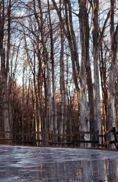 Big trees reflected on the ice. Stock Photos
