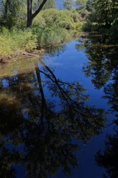 Big trees reflected in the river. Foto stock