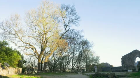 Big trees slowly swinging in wind near ruins of castle during sunset, Leiria Stock Footage 155256974