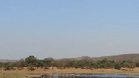 Big trees standing dry and dead Stock Footage 284136012